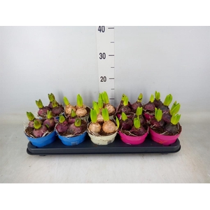Hyacinthus orie.   ...mix 3