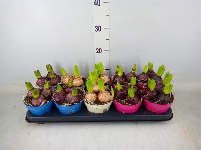 <h4>Hyacinthus orie.   ...mix 3</h4>