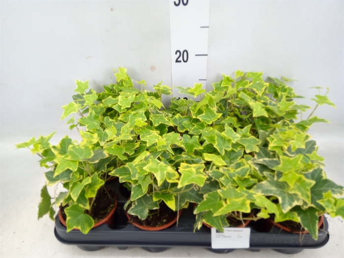 <h4>Hedera helix 'Goldchild'</h4>