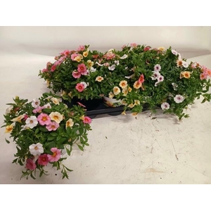 CALIB TRIOB P GEM PT