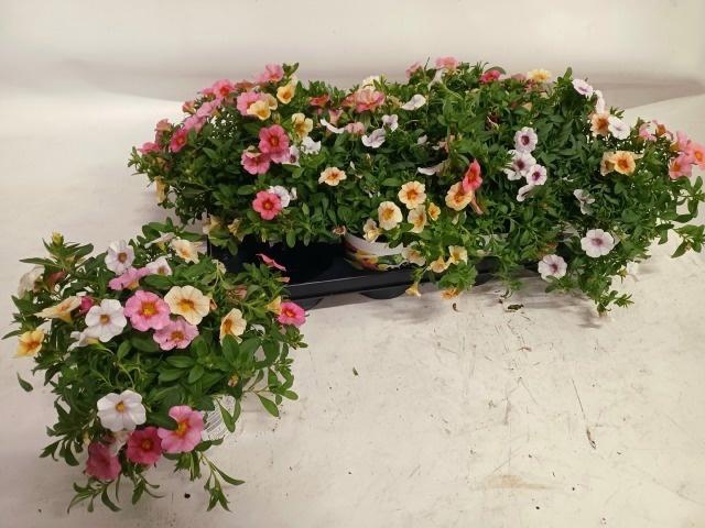 <h4>CALIB TRIOB P GEM PT</h4>