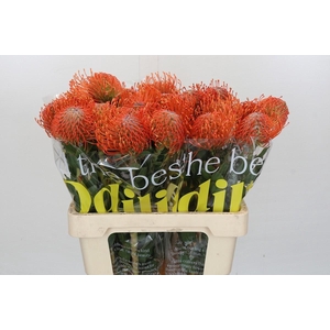 Nutans Ayoba Mandarin Zest