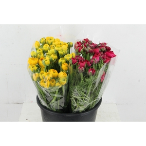 RAN ELEGANCE YELLOW - HOTPINK