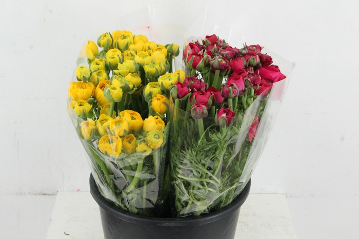 <h4>RAN ELEGANCE YELLOW - HOTPINK</h4>