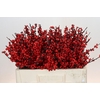 Ilex Verticillata Red