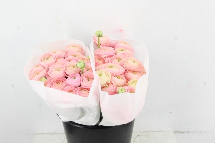 <h4>RAN SUCCES NEW PINK</h4>