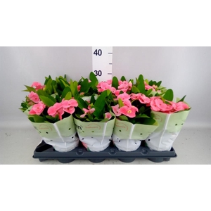 Euphorbia milii 'Charlotte'