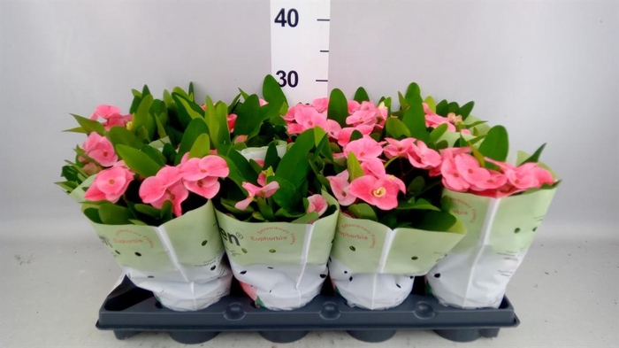 <h4>Euphorbia milii 'Charlotte'</h4>