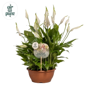 Spathiphyllum Chopin - 17 cm schaal Air so Pure