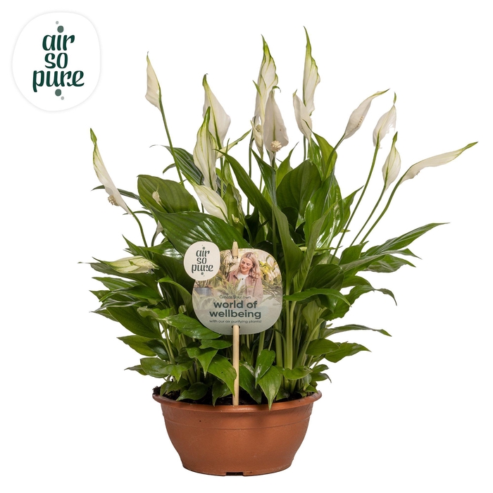 <h4>Spathiphyllum Chopin - 17 cm schaal Air so Pure</h4>
