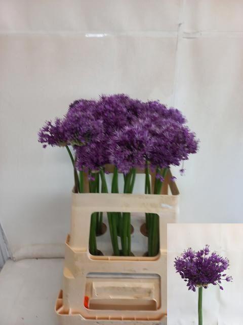 <h4>ALLIUM PURPLE SENSATION</h4>