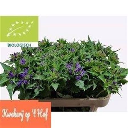 <h4>Camp Glomerata Ov Blauw</h4>