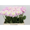 Dahlia Sweet Love