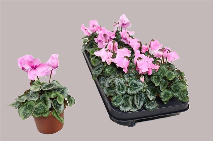 arr8 Cycl Gr Falbala