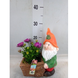 Arr.   Perkplanten L%