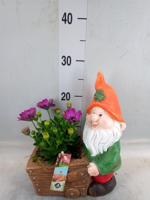 <h4>Arr.   Perkplanten L%</h4>