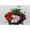 Dahlia Gemengd in fust