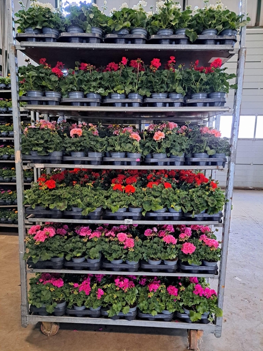 <h4>PEL ZON MIXK</h4>