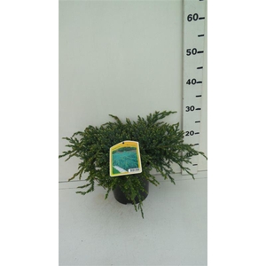 Juniperus squamata Blue Carpet