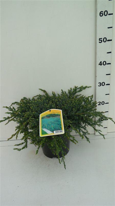<h4>Juniperus squamata Blue Carpet</h4>