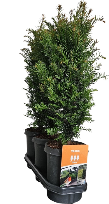 <h4>Hedgeline Taxus baccata C4</h4>