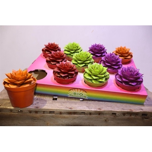 arr8 Echev Purpusorum Painted