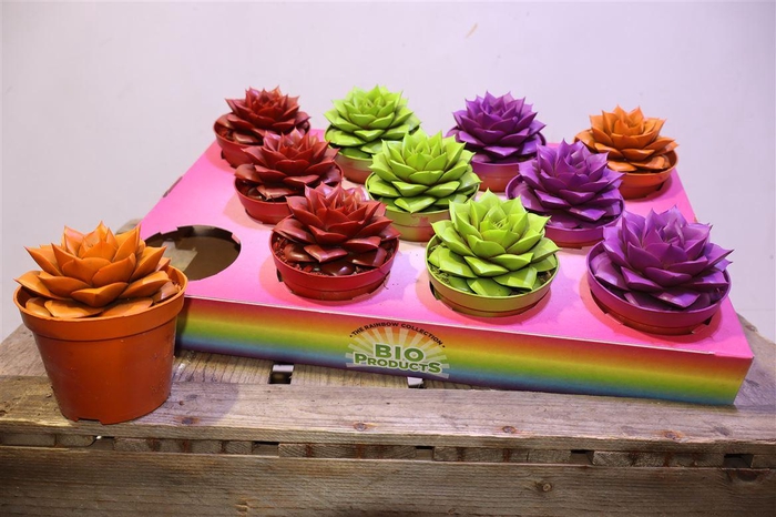 <h4>arr8 Echev Purpusorum Painted</h4>