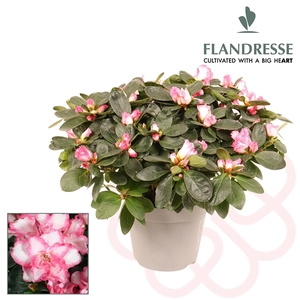 Azalea Flandresse® 'bont' 30 - 32 cm