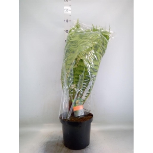 Dicksonia antarctica
