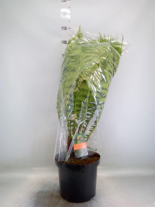 <h4>Dicksonia antarctica</h4>