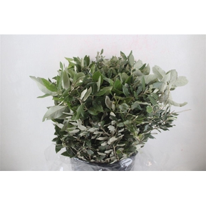 Steeneik Leaves P Bunch