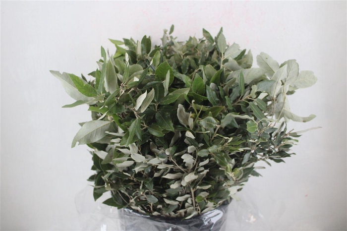 <h4>Oak Holm P/b</h4>