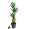 Yucca Elephantipes 4 toef 120-90-60-30