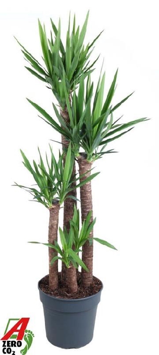 Yucca Elephantipes 4 toef 120-90-60-30