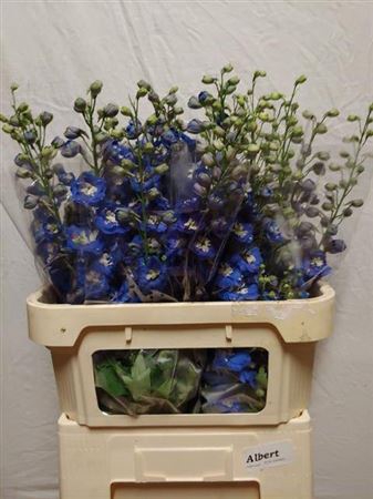 <h4>Delph Du Aurora Blue</h4>