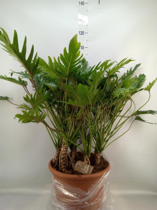 <h4>Philodendron xanadu</h4>