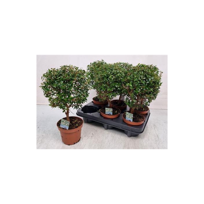 <h4>** Myrtus Com * Winter Promo *</h4>