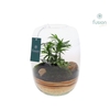 Arrangementen kamerplanten groen H% glasvaas FC-23.0708FDH