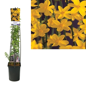 Jasminum nudiflorum +light label