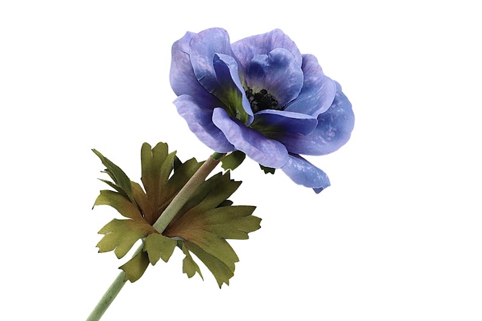 <h4>Anemone Blue</h4>