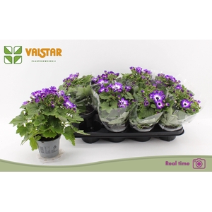 PERI C POP! E CERISE