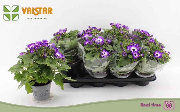 <h4>PERI C POP! E CERISE</h4>