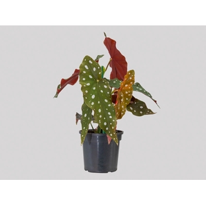 BEGONIA MACULATA P12 PO