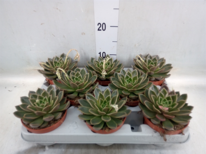 <h4>Echeveria   ...not flowering</h4>