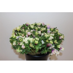 Anem Marianne Pastel Bicolor