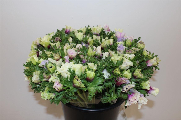 <h4>Anem Marianne Pastel Bicolor</h4>