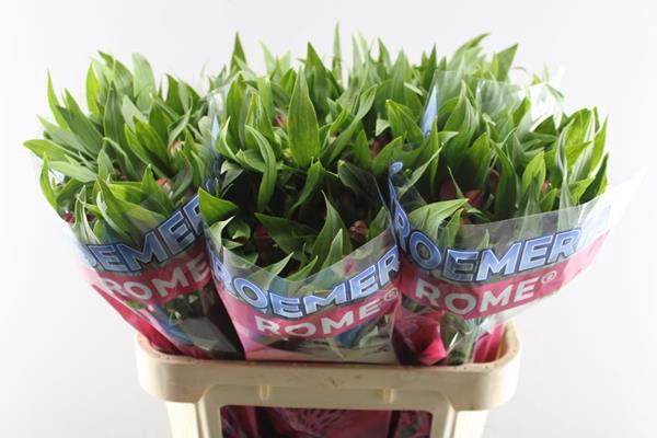 <h4>Alstr Rome (pink)</h4>