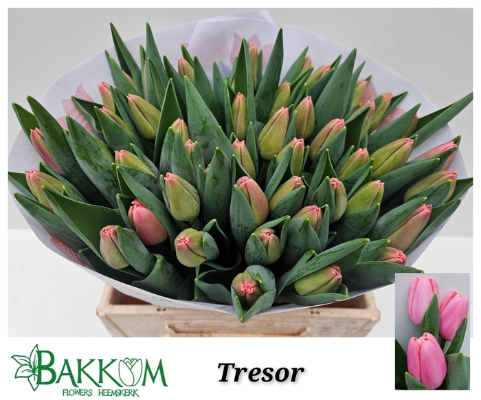 <h4>TU EN TRESOR</h4>