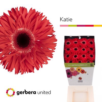 Gerbera diamond gerspider katie+