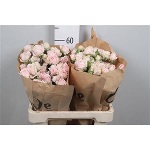 R Tr Candy Flow
